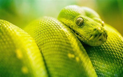 hd snake picture|high resolution snake images.